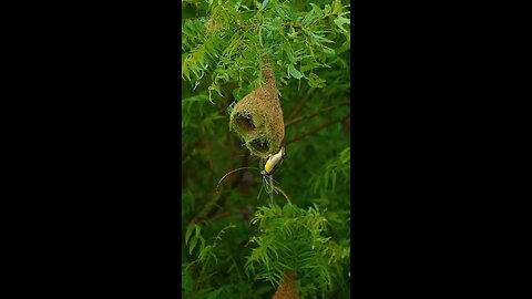 🌿🕊️ ਜੰਗਲ ਦੀ ਰੂਹ – ਚਿੜੀਆਂ 🕊️🌿