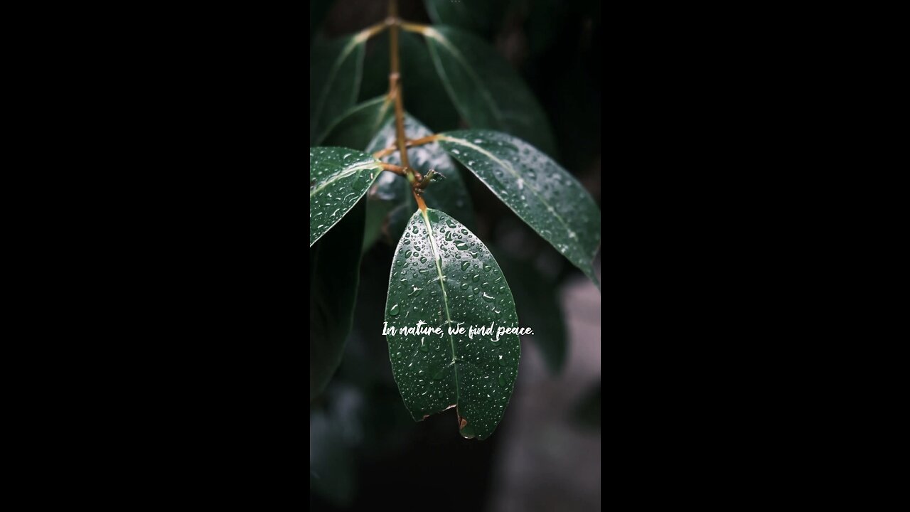"In Nature, We Find Peace 🌿 (15s Escape)"