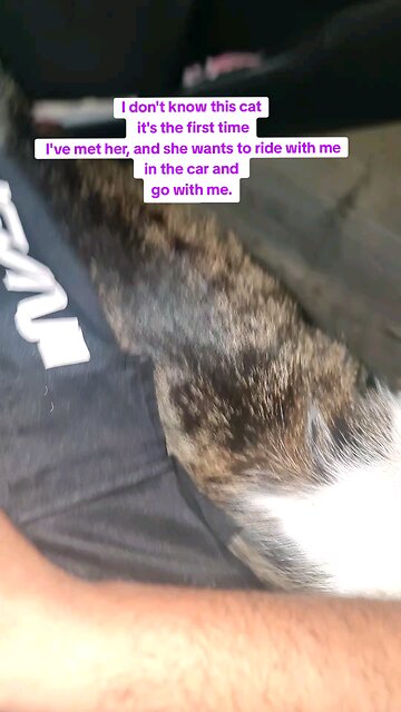 I don't know this cat its the first time & it wants to ride with me in the car and go with me.