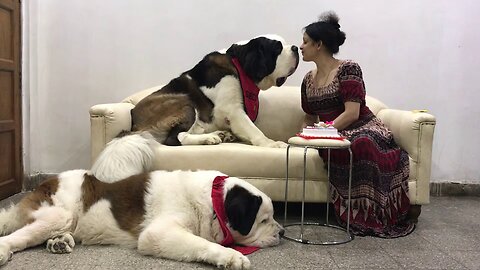 Old video,but you all can see your beloved Saint Bernard Gogol,it was Mimo s BDay clipping PSN