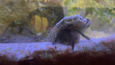 Hermit Crab closeup in 4K Part 3