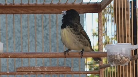 VENOM - BIRD PAPA GRASS TUI TUI ZERO ZERO 12 NOTES PER MINUTE