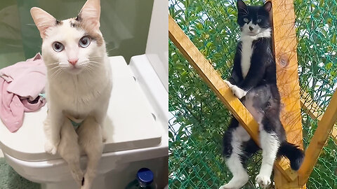 Animals Being Hilariously Weird – Funny Moment of Animals 2025! 😆