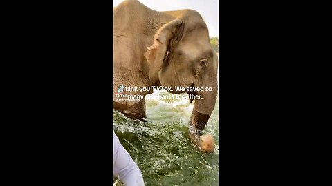 Elephant’s Being Freed From Over 40 Years Of Enslavement🥰