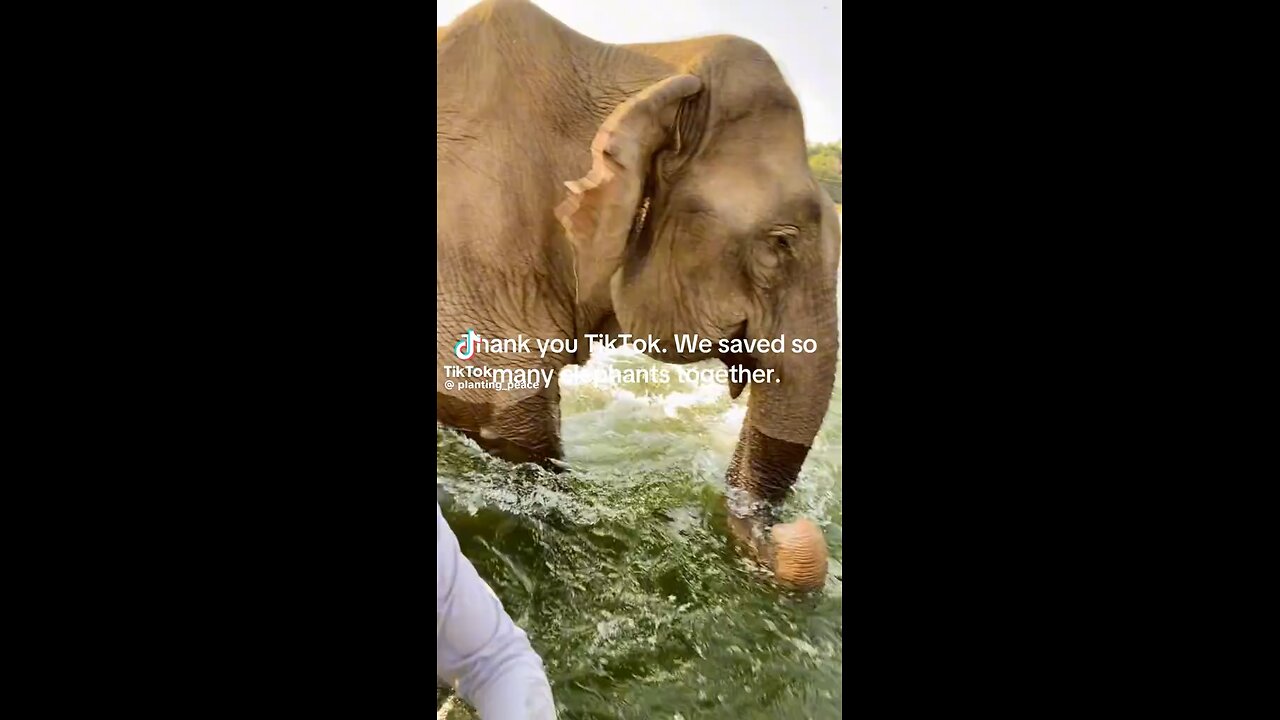 Elephant’s Being Freed From Over 40 Years Of Enslavement🥰