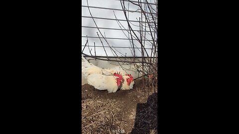 The roosters were taking a dust bath!