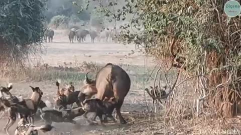 animals