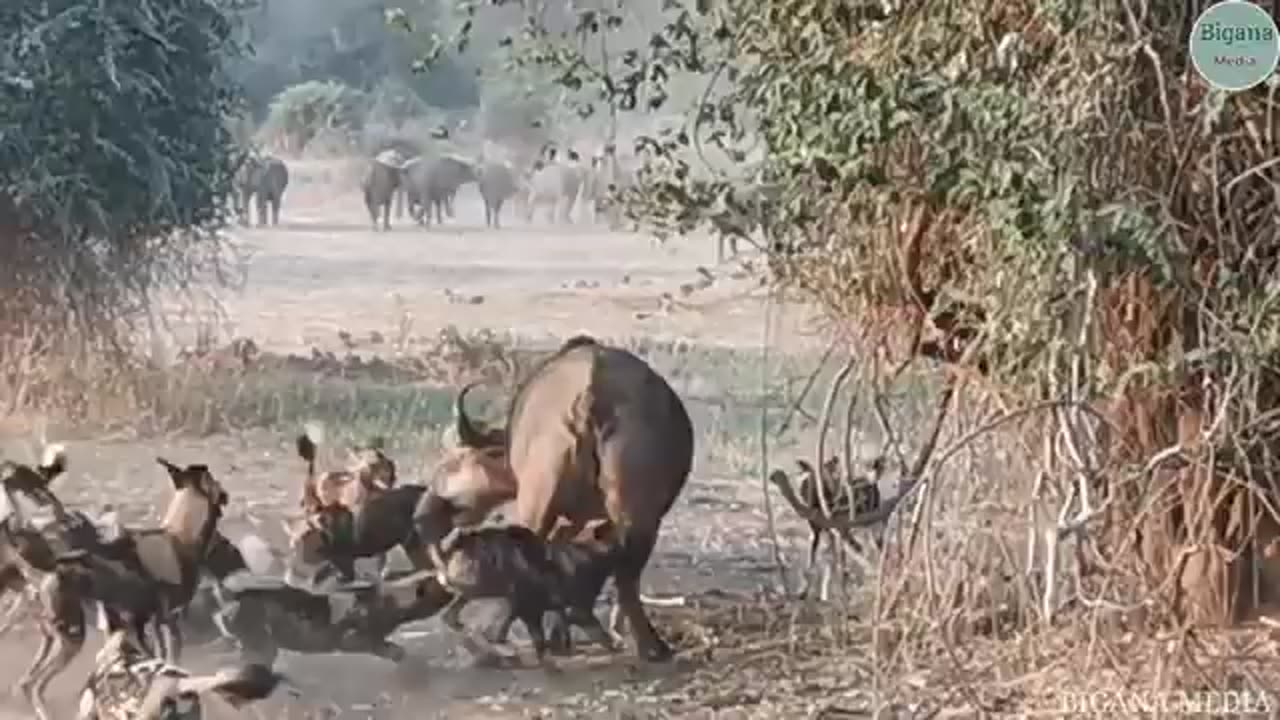 animals