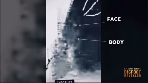 Ring photo capture SASQUATCH