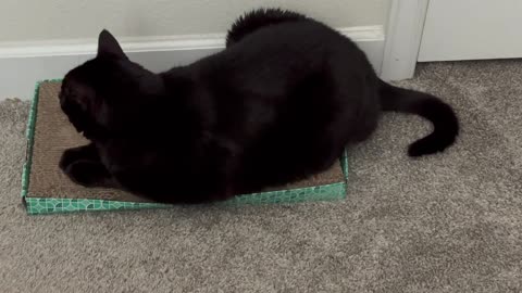 Cute Precious Piper Works on Her Letter J - My Adopted Shelter Cat Vlog