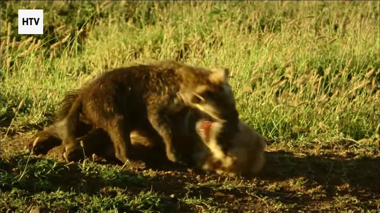 The Jungle’s Most Iconic Animals