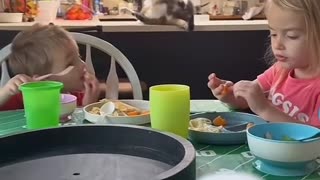 😂🍽️ This Dog's Dinner Show is Hilarious! | FunFM