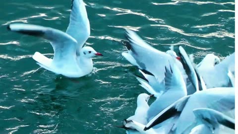 HOW DUCKS USES THEIR WINGS TO SWIM AND FLY! #viral#duck