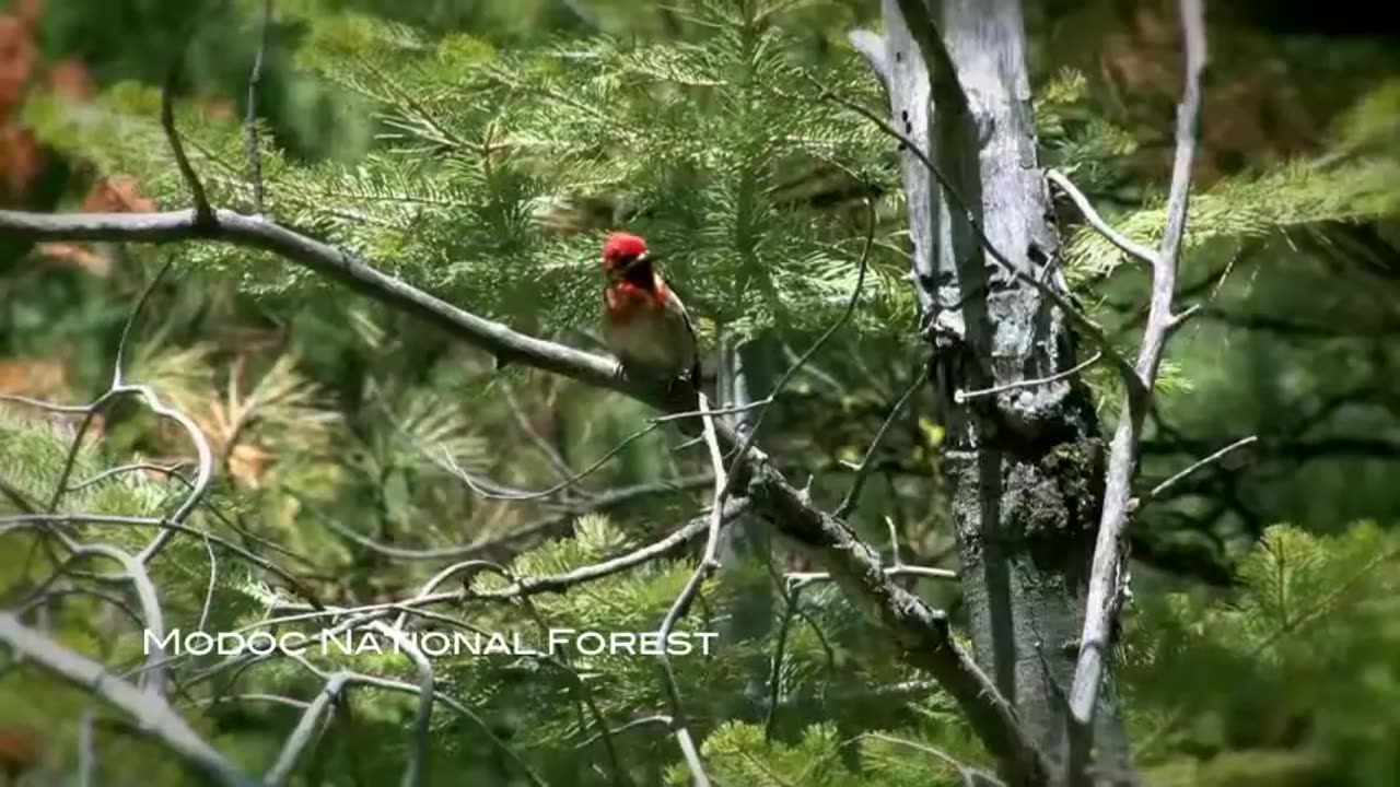 BOBŘI SEDMÉHO DNE - VIDEO UKÁZKA