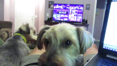 Knee-Licking Yorkies #funnydogs #yorkshireterrier