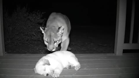 A cat's purr may strengthen bones and heal tendons.