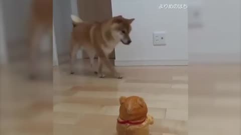 Funny & Cute Animals Videos #2025