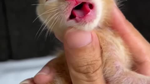 Tiny Kittens vs Big Adventures 🐾❤️ (Cutest Moments)