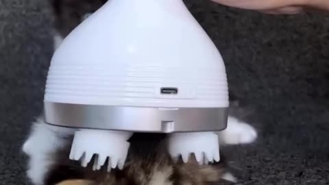 Pamper Cats