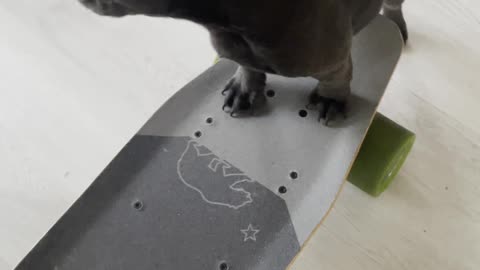 🤣 Frenchie Puppy Meets Skateboard for the FIRST Time! 🛹🐾 | Cutest Reaction Ever 💖 #FrenchieFun