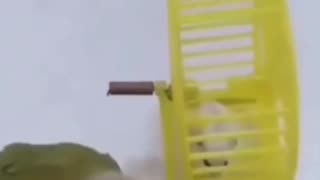 😂🐦 Polly Was a Cracker! Hilarious Parrot Antics | FunFM