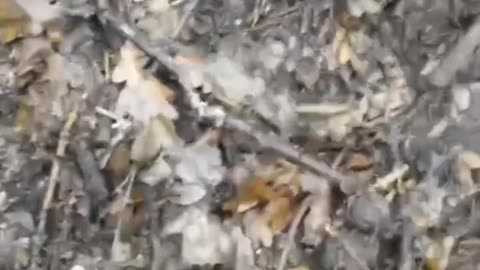 Three new candidates