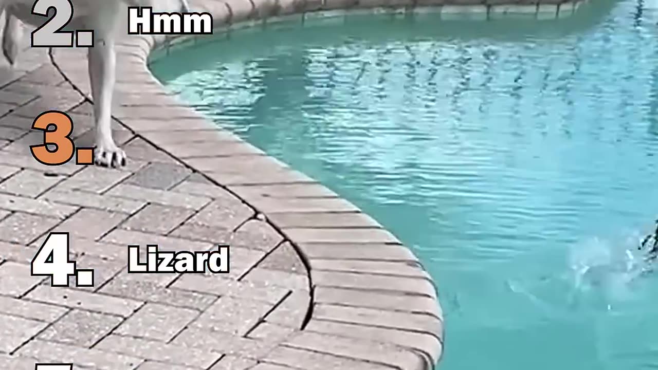 Ranking Best Funny Lizard Moments