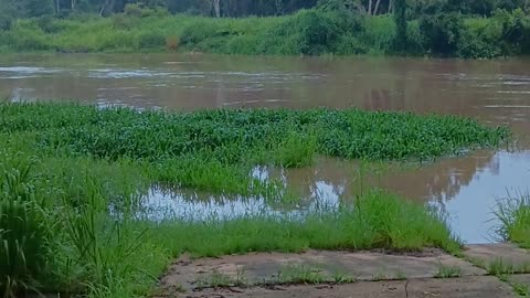 31.1.2025 The Barron River Kuranda