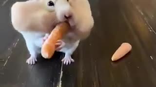 😂🥕 This Hamster's Carrot Obsession is INSANE! | FunFM