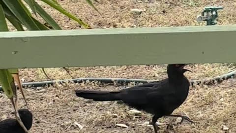 Choughs Roaming Around