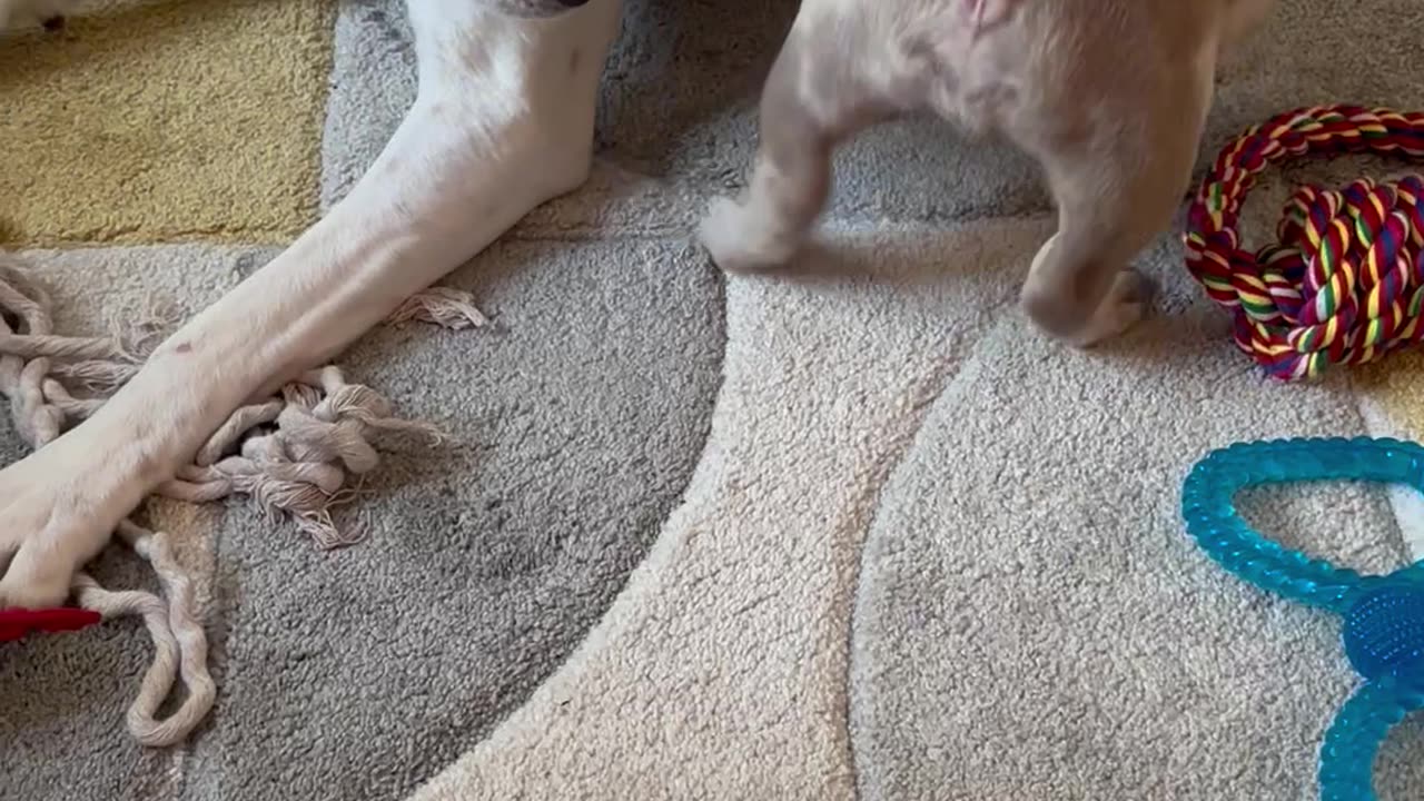 Puppy and dog play