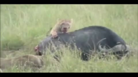 Lions Devour Prey Alive 🦁💥 Savage Wildlife Moments!