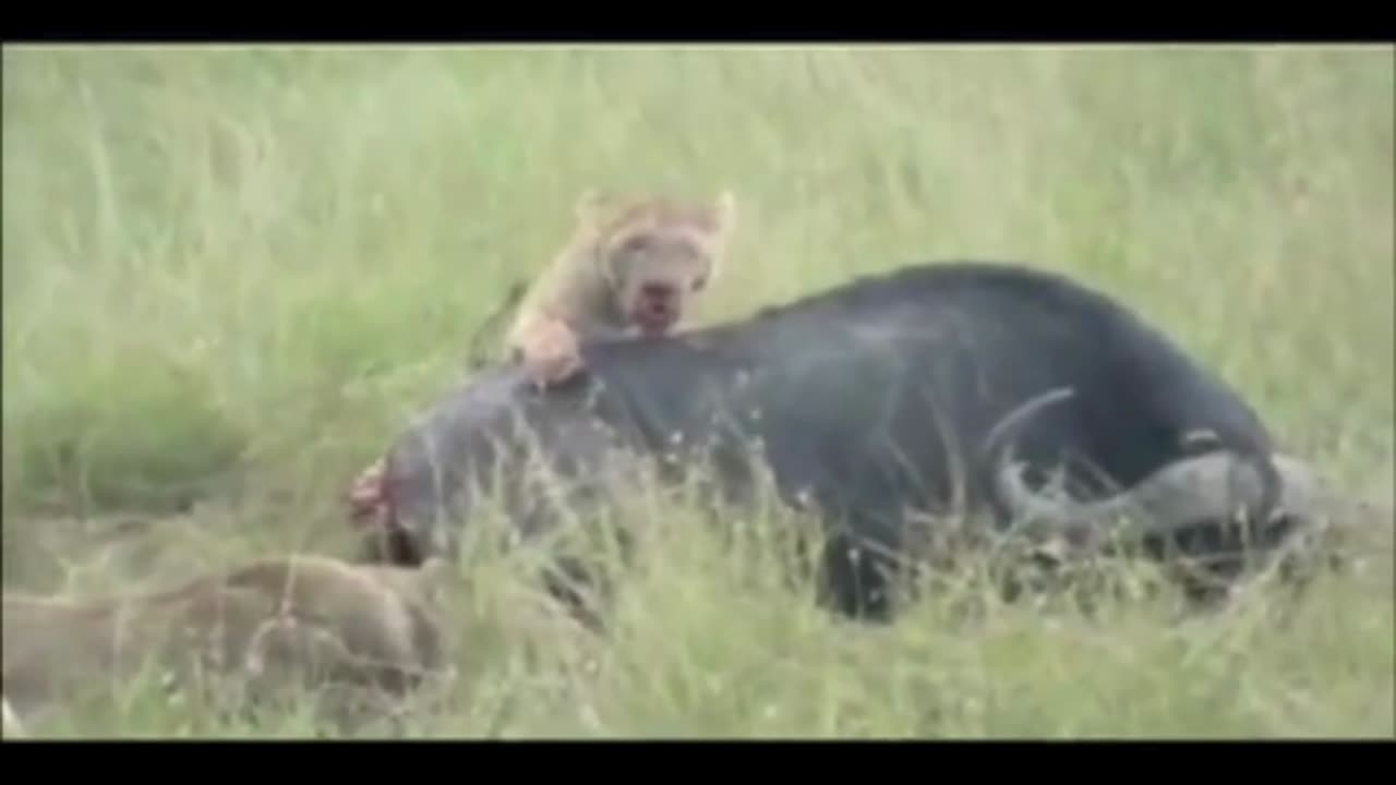 Lions Devour Prey Alive 🦁💥 Savage Wildlife Moments!