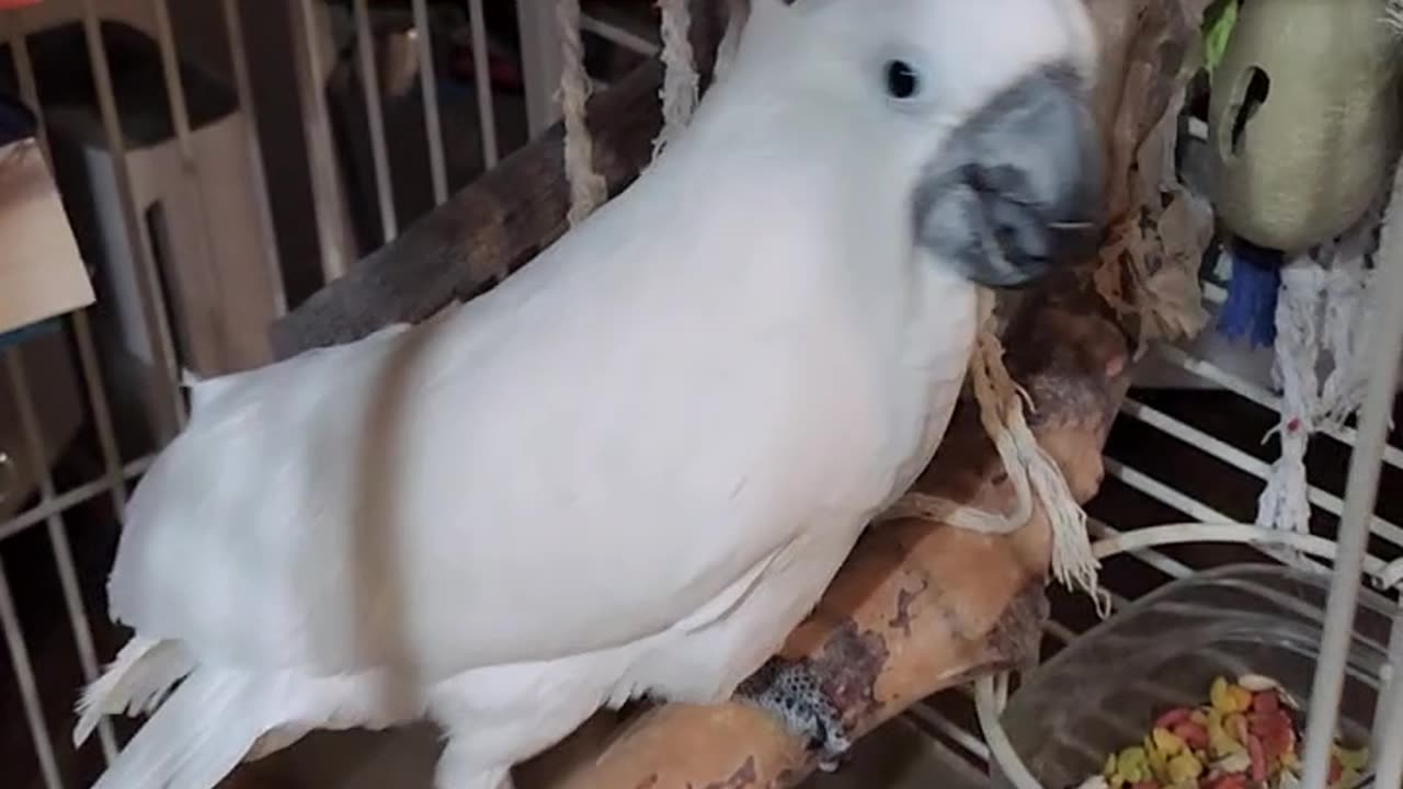 Cockatoo's Nightly Spinning Screams For Fun