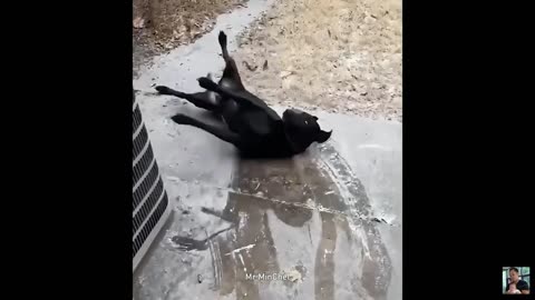Best Funny Animal Videos of 2024 – Dogs & Cats That Will Make You Laugh!😹🐶