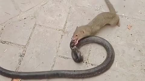 Mongoose versus Cobra