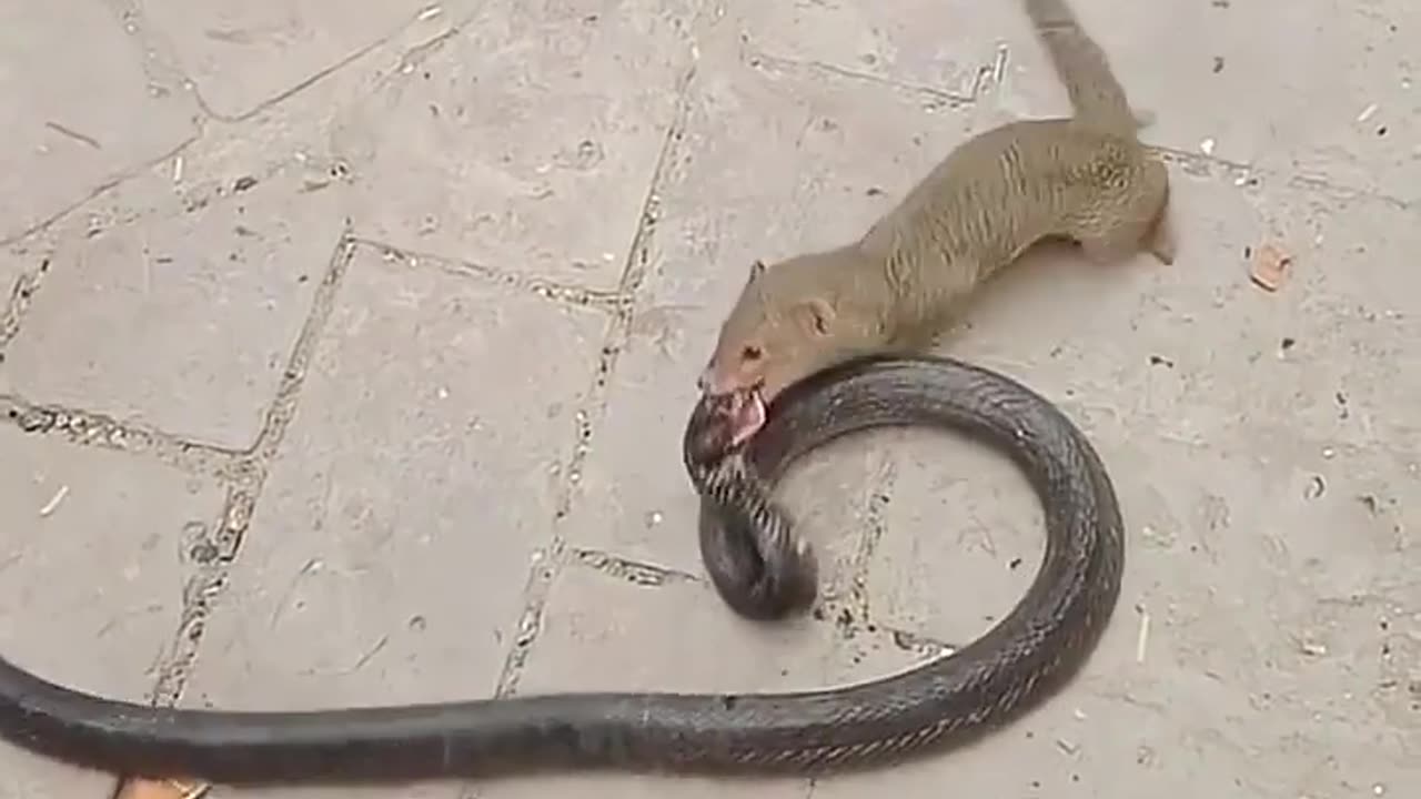 Mongoose versus Cobra