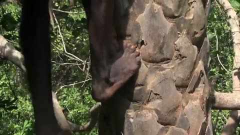 Bissagos Islands, on the Mysterious Islands of West Africa