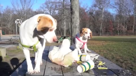 Funny Dogs Maymo & Penny