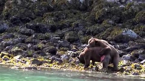 Epic Bear Fight