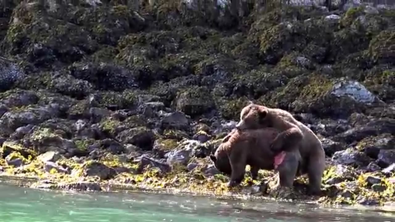 Epic Bear Fight