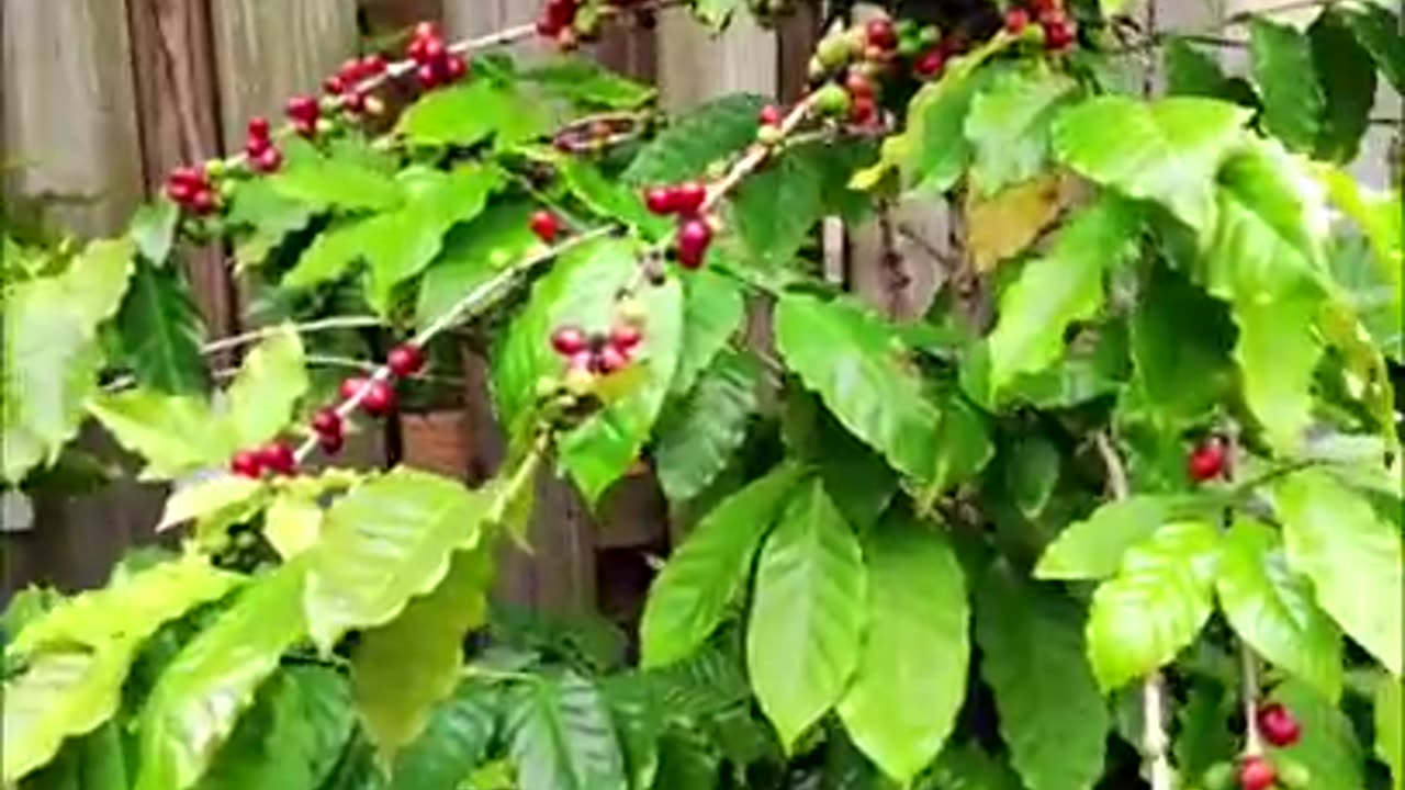 Cacao trees - chocolate pods and food forest tour