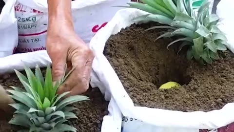 Tips of growing the pineapple fast tips discovered