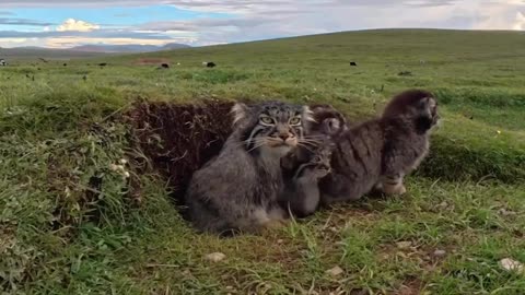 Fluffy Pallas cat mom and her kittens