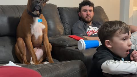 Boxer Dog Confused by Boy's Actions