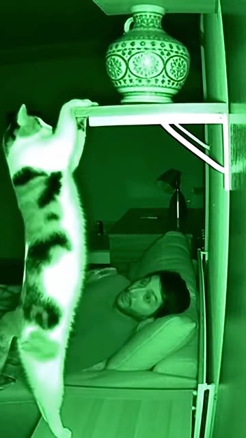 Cat Topples Vase Away from Sleeper to Avert Shelf Collapse 🏺⚡ #NightVision #Shorts