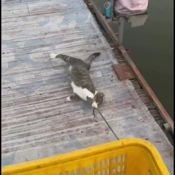 Please just one little fish please 🤣