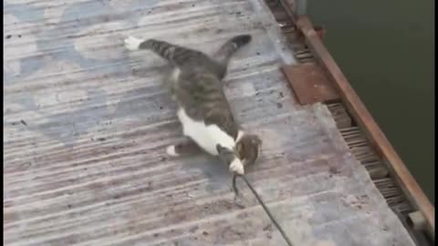 Please just one little fish please 🤣