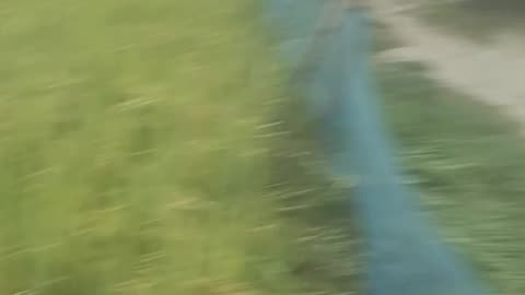 real cat is very funny run