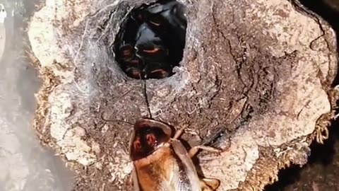 A FEARSOME TARANTULA SPIDER HUNTS DOWN A COCKROACH